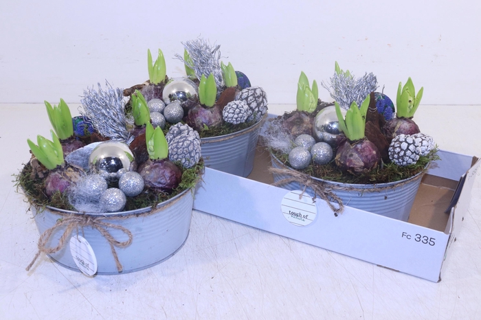 <h4>ARR HYACINTH</h4>