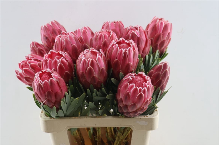 <h4>Protea Venus 60cm</h4>