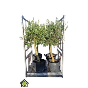 OLEA EUROPAEA