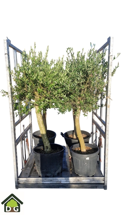 <h4>OLEA EUROPAEA</h4>