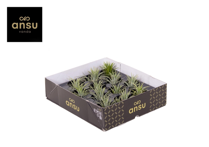 <h4>Tillandsia Ionantha Green L</h4>