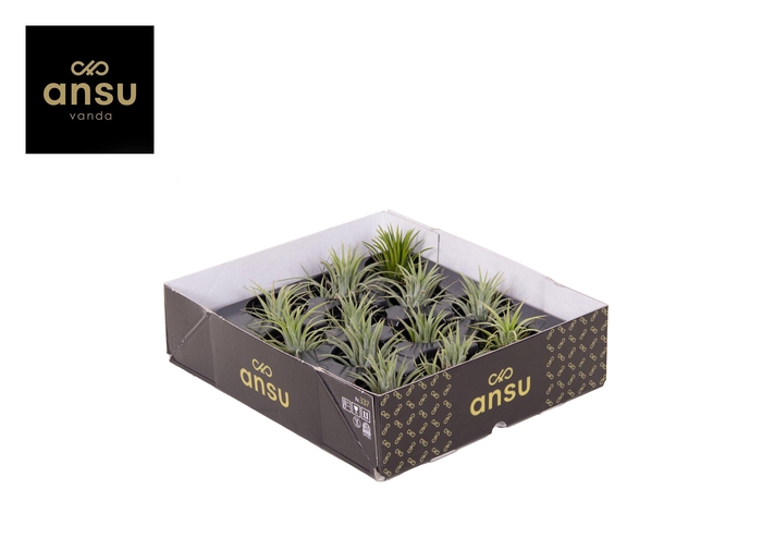 <h4>Tillandsia Ionantha Green L</h4>