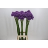 Allium Gladiator