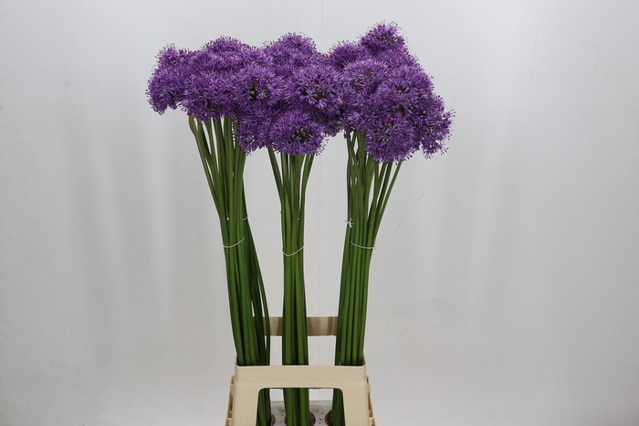 <h4>Allium Gladiator</h4>