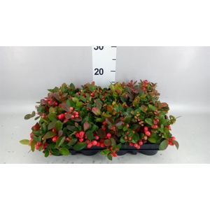 GAULTHERIA