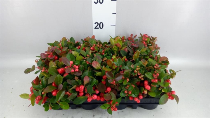 <h4>Gaultheria proc.</h4>