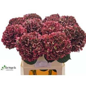 HYDR M MAG PI RUB CL