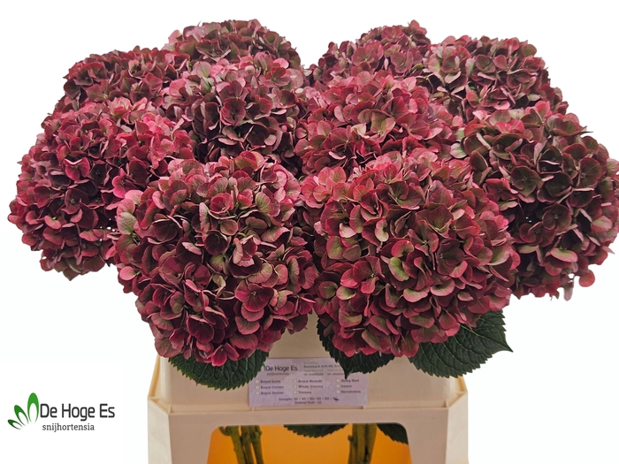 <h4>HYDR M MAG PI RUB CL</h4>