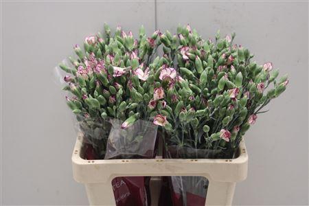 <h4>Di Solomio Tino</h4>