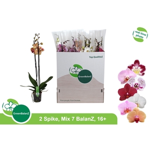 PHAL GEM 7 KL