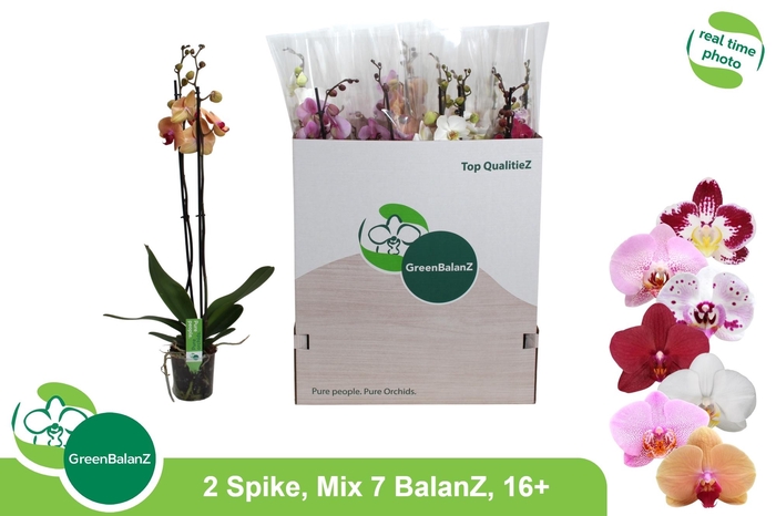 <h4>PHAL GEM 7 KL</h4>