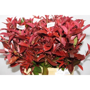 FOLH PHOTINIA VERMELHO 080 CM