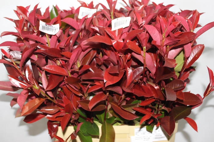 <h4>FOLH PHOTINIA VERMELHO 080 CM</h4>
