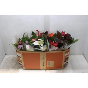 ANTHURIUM VARIADO P12