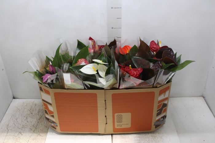 <h4>ANTHURIUM VARIADO P12</h4>