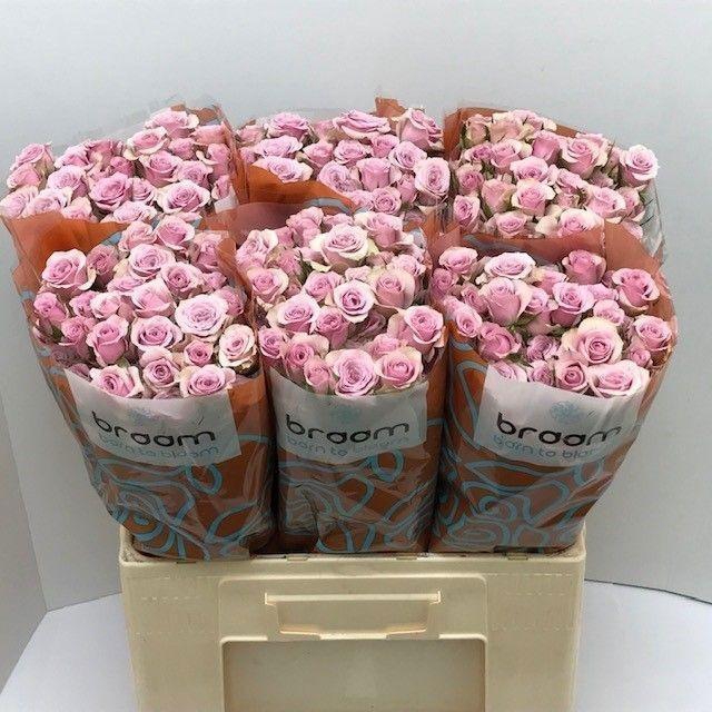 <h4>Rosa TR 'Leila' BRAAM</h4>