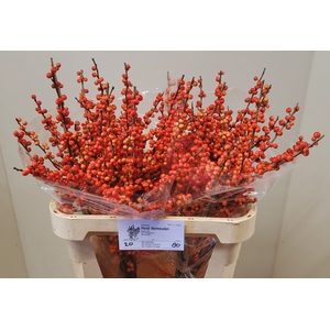 ILEX VE OUDIJ ORANGE