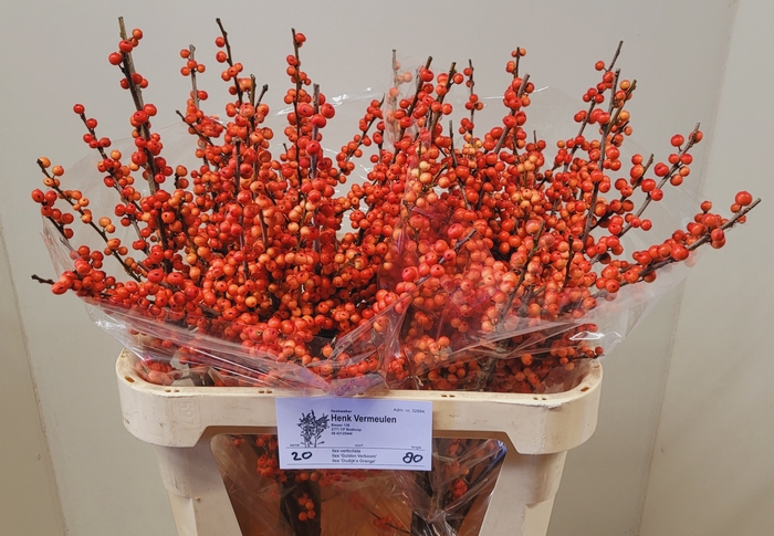 <h4>ILEX VE OUDIJ ORANGE</h4>