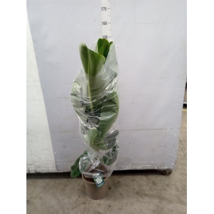 Musa  'Dwarf Cavendish'