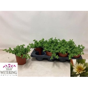 Delosperma echinatum 13Ø 17cm