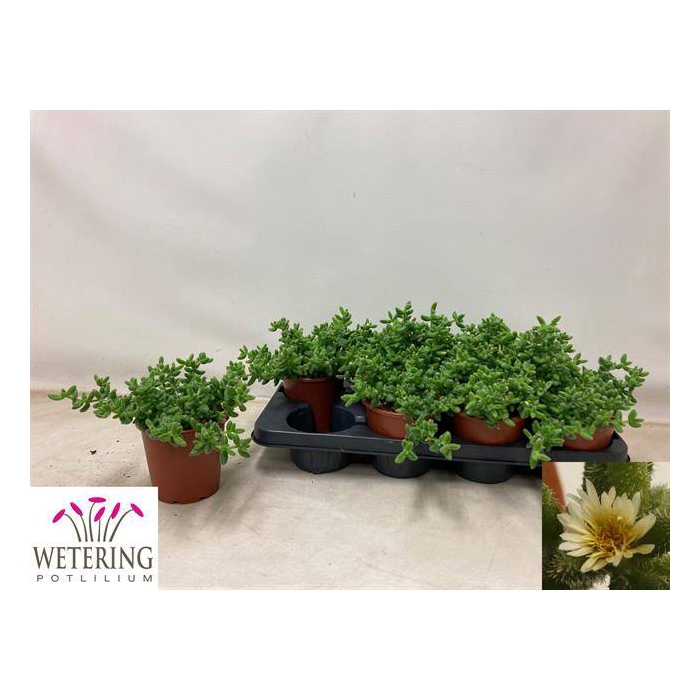 <h4>Delosperma echinatum 13Ø 17cm</h4>