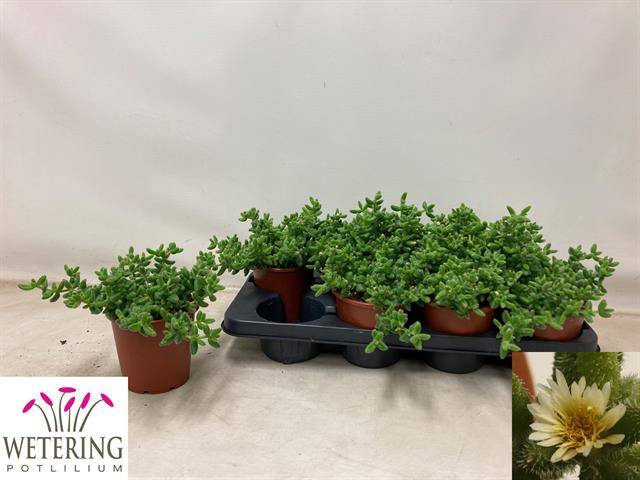 Delosperma echinatum 13Ø 17cm