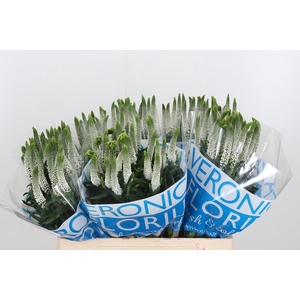 Veron Smart Luna Wit