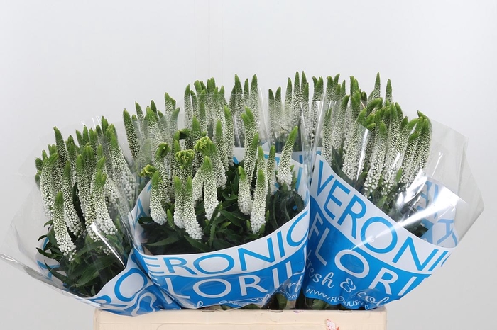 <h4>Veron Smart Luna Wit</h4>