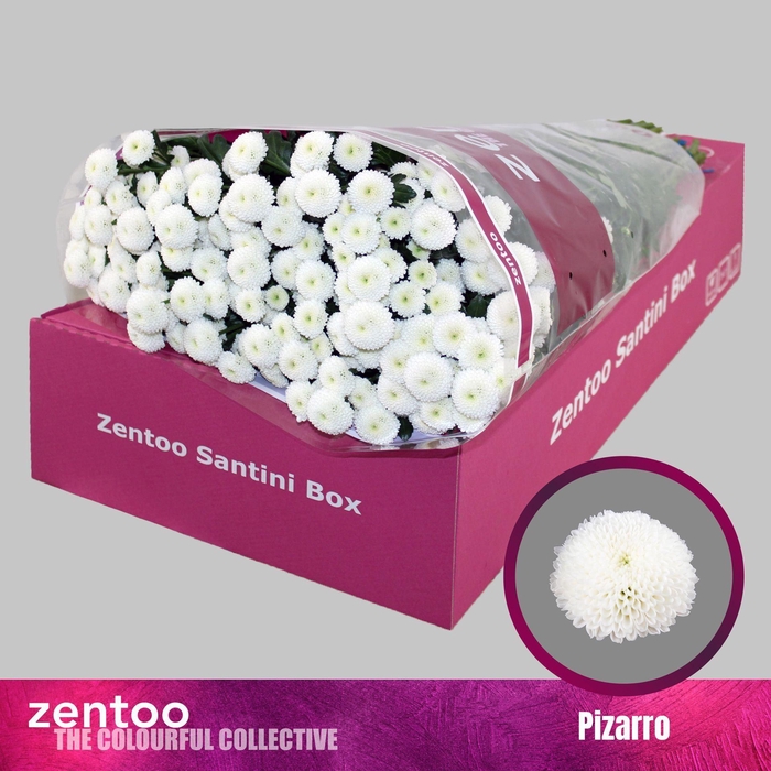 <h4>Chrysanthemum SA 'Pizarro'</h4>