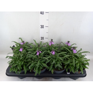 Erysimum linifolium 'Bowles Mauve'