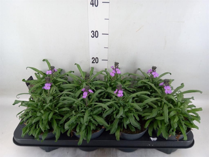 <h4>Erysimum linifolium 'Bowles Mauve'</h4>
