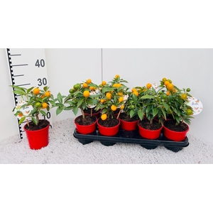 Citrus Kumquat mini-stem (s2)