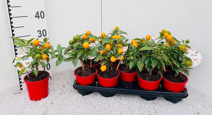 <h4>Citrus Kumquat mini-stem (s2)</h4>