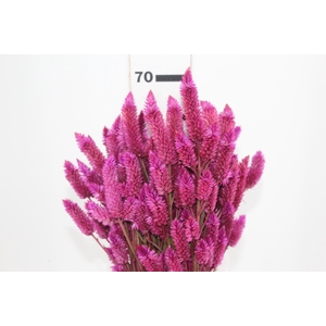 CELOSIA RABO DE GATO PINK 070 CM