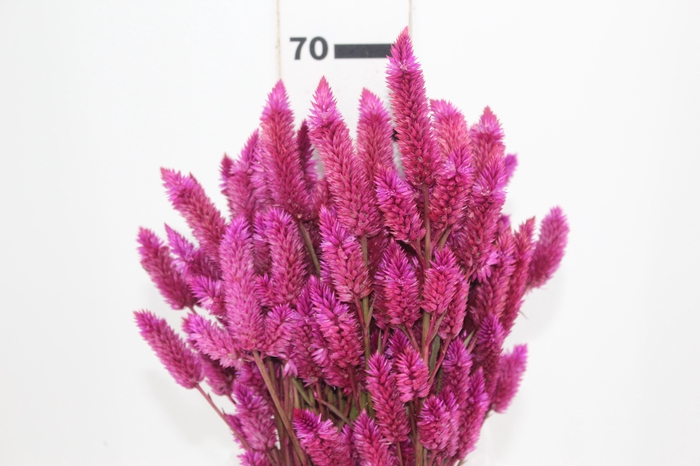 <h4>CELOSIA RABO DE GATO PINK 070 CM</h4>