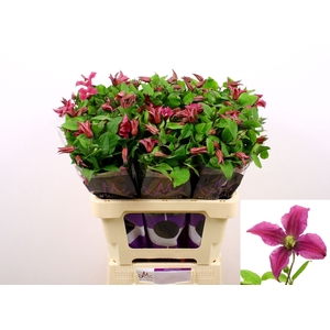 CLEMATIS 'AMAZING KYIV'