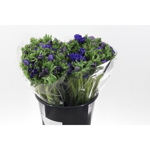 An Galilee Blue 45cm