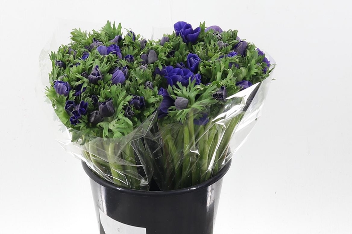 <h4>An Galilee Blue 45cm</h4>