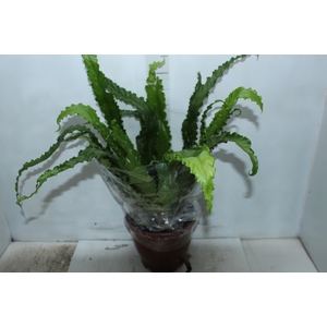 ASPLENIUM OSAKA CRESPO P24
