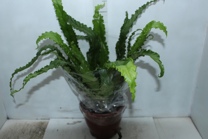 <h4>ASPLENIUM OSAKA CRESPO P24</h4>