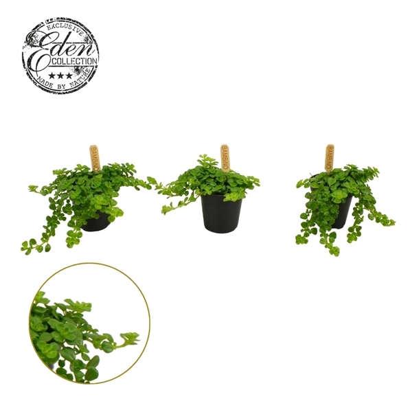 <h4>Pilea Depressa 5,5cm</h4>