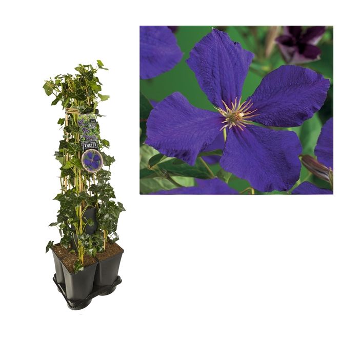 <h4>1 m. privacy mix Hedera + Clematis 'Jackmanii' +label</h4>