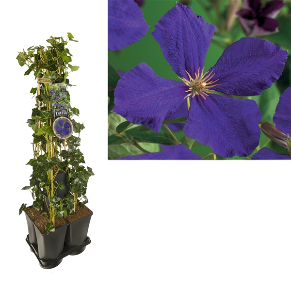 1 m. privacy mix Hedera + Clematis 'Jackmanii' +label