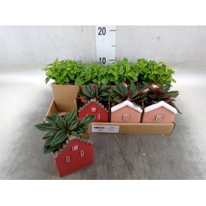 Planten  ..in schaal L%