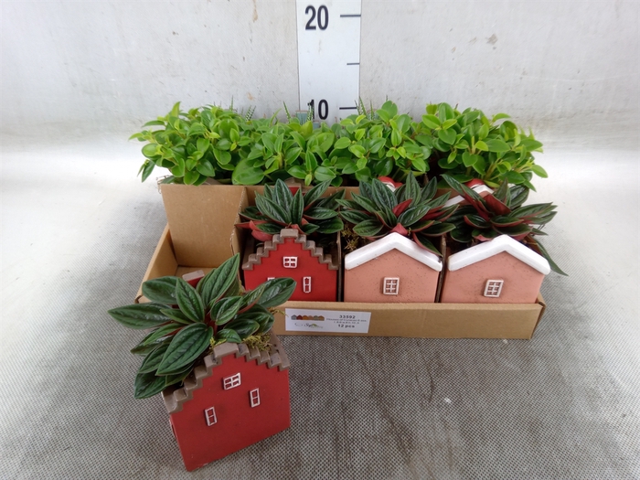 <h4>Planten  ..in schaal L%</h4>