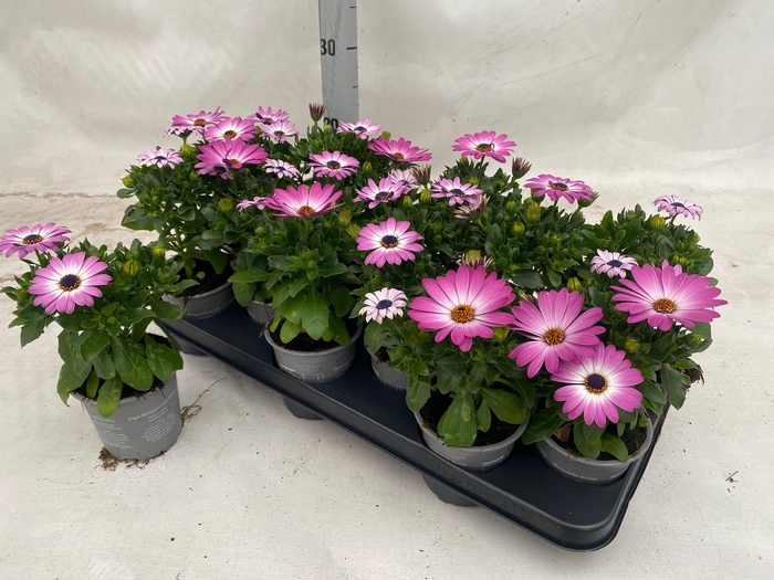 <h4>OSTEO MA PINK FLARE</h4>