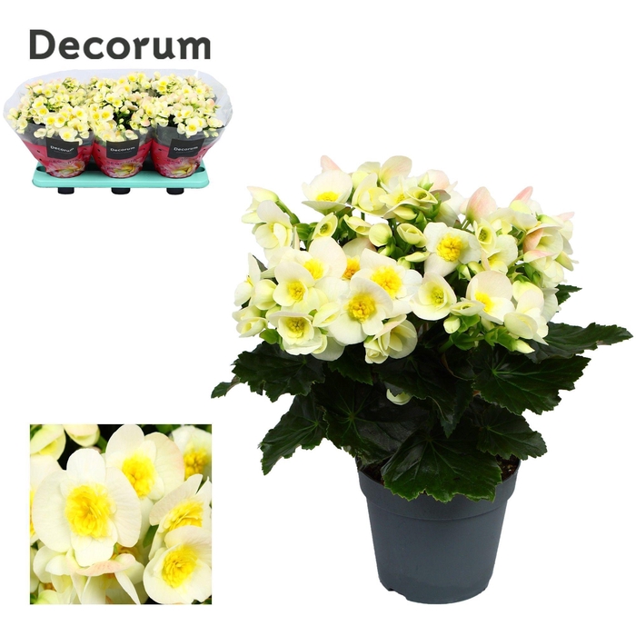 <h4>Begonia ''valentino white'' Decorum</h4>