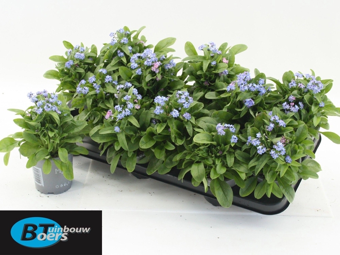 <h4>MYOS SY MON AMIE</h4>