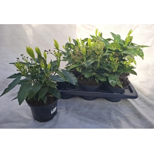 AUCUBA J CROTONIFOLI