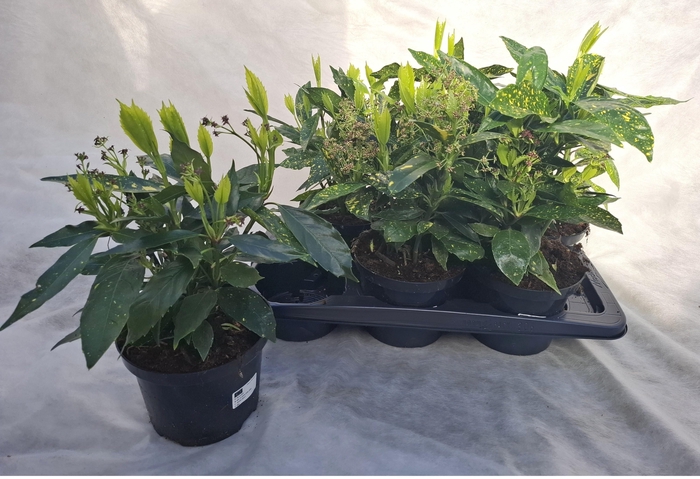 <h4>AUCUBA J CROTONIFOLI</h4>